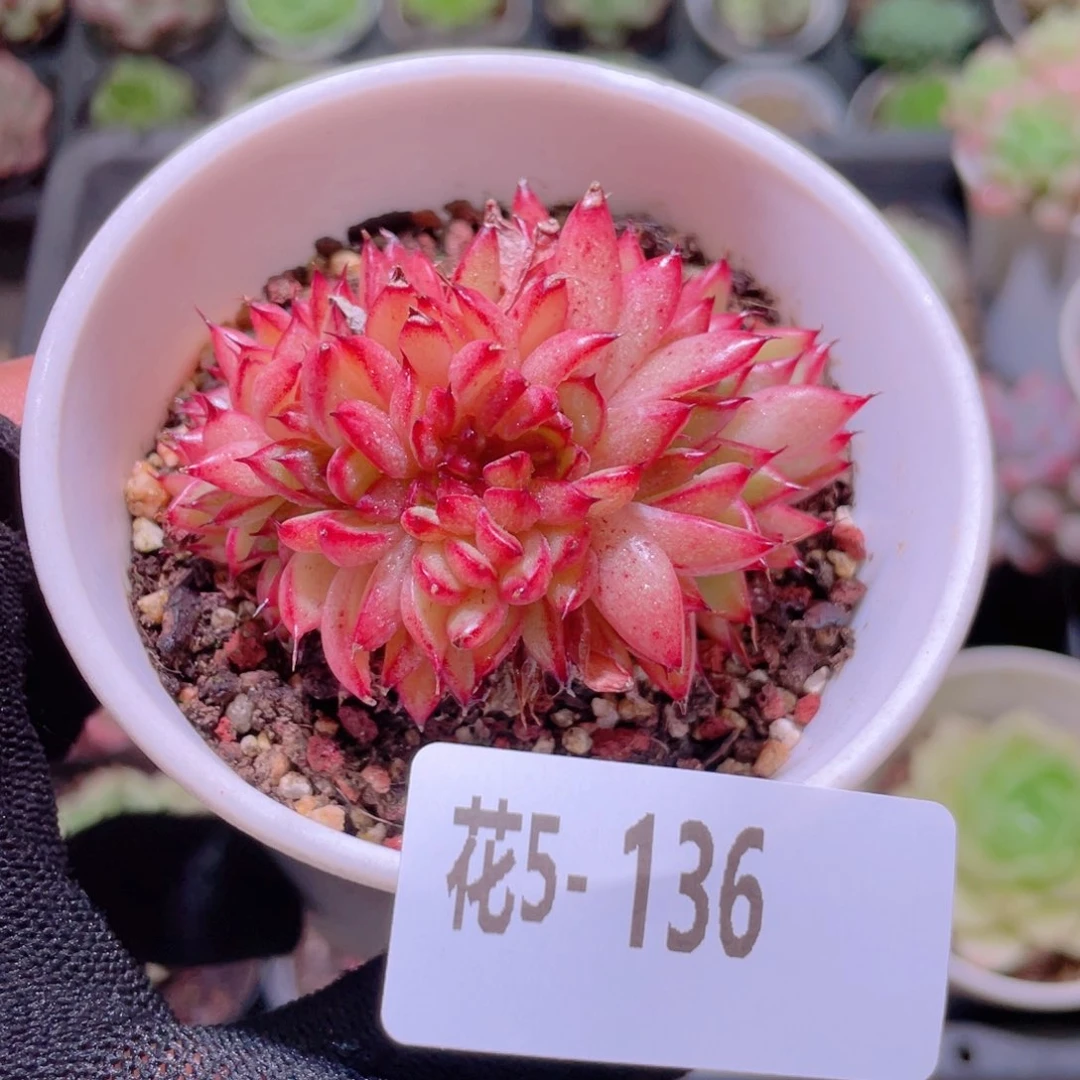 花利美5-136新品缀化