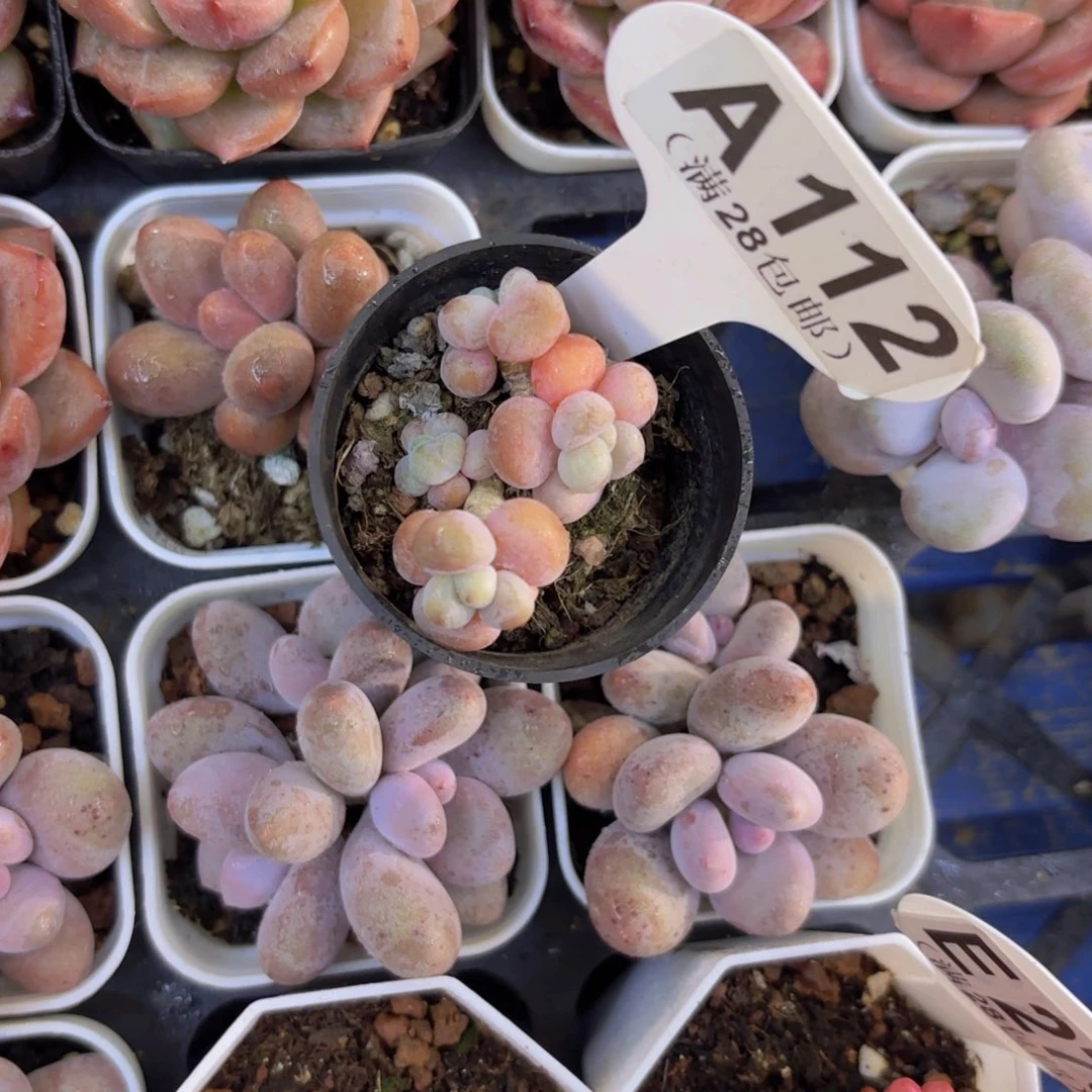 A112洛神一物一拍