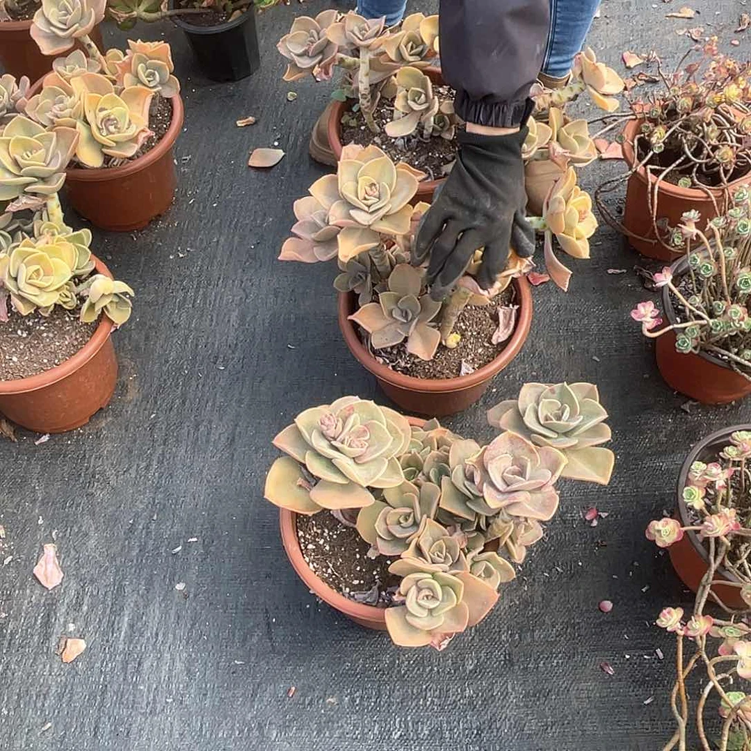 阿勤家贺氏19.8米 量拍多肉