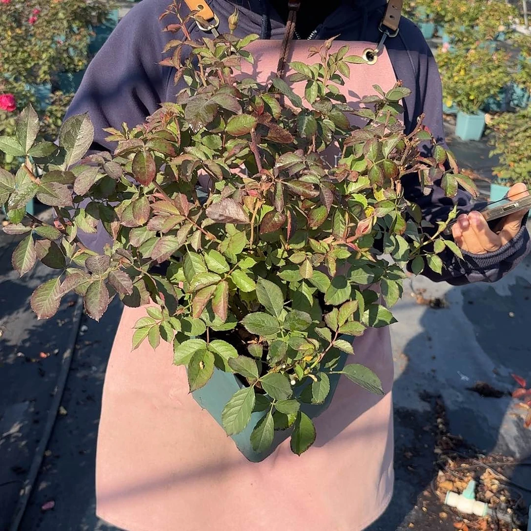 木村温暖1.5加仑扦插