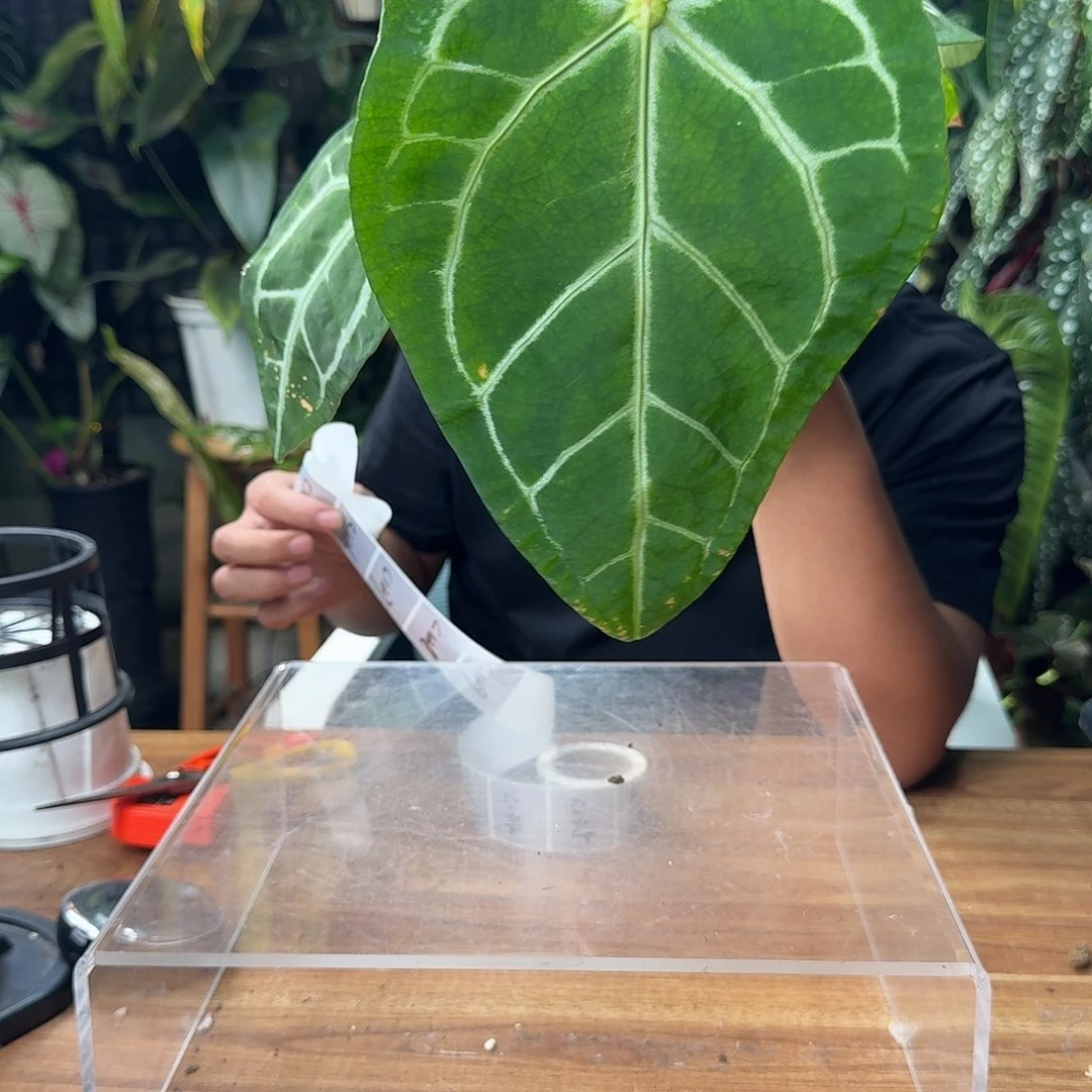 臭***7无花朵一物一拍C124