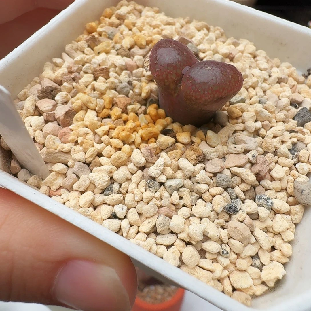 多肉植物福利风铃981