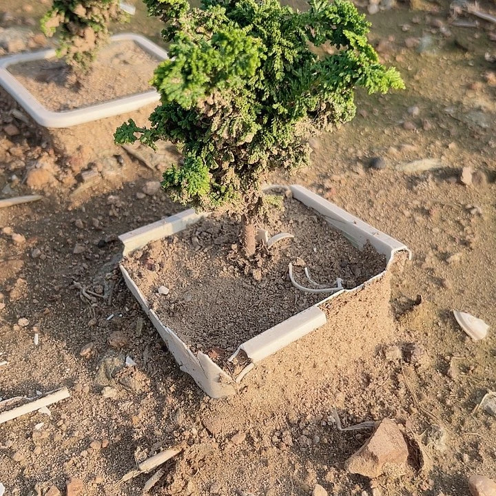 无花朵X6?&(;;;’n