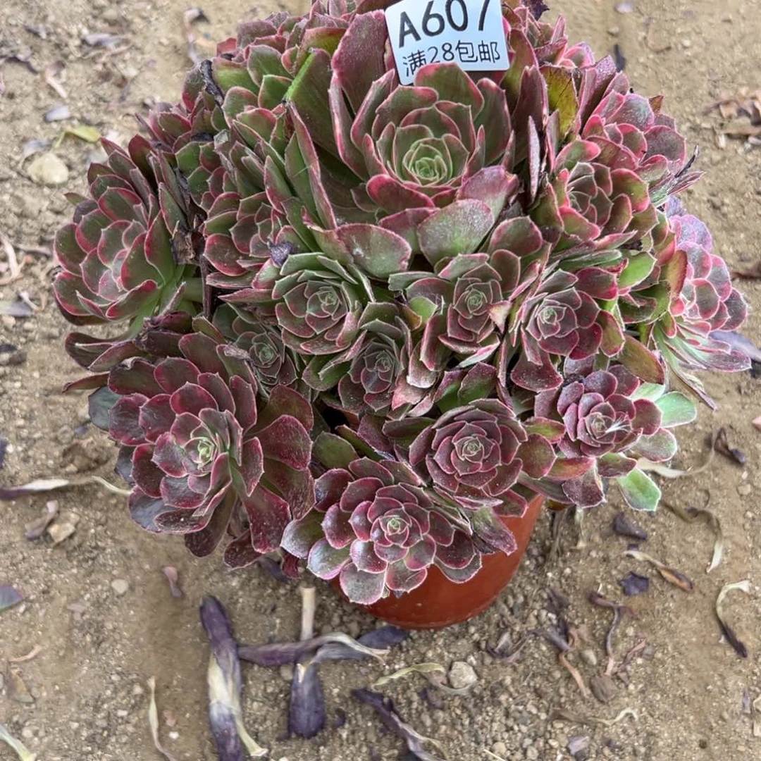 607多肉   安娜  庄子有干疤