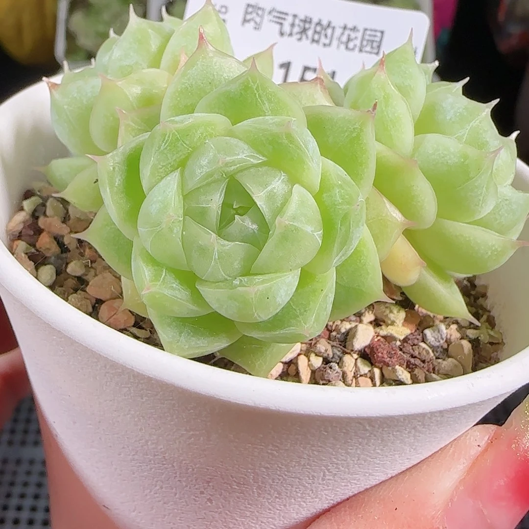 0925-151麦秆优选不包整