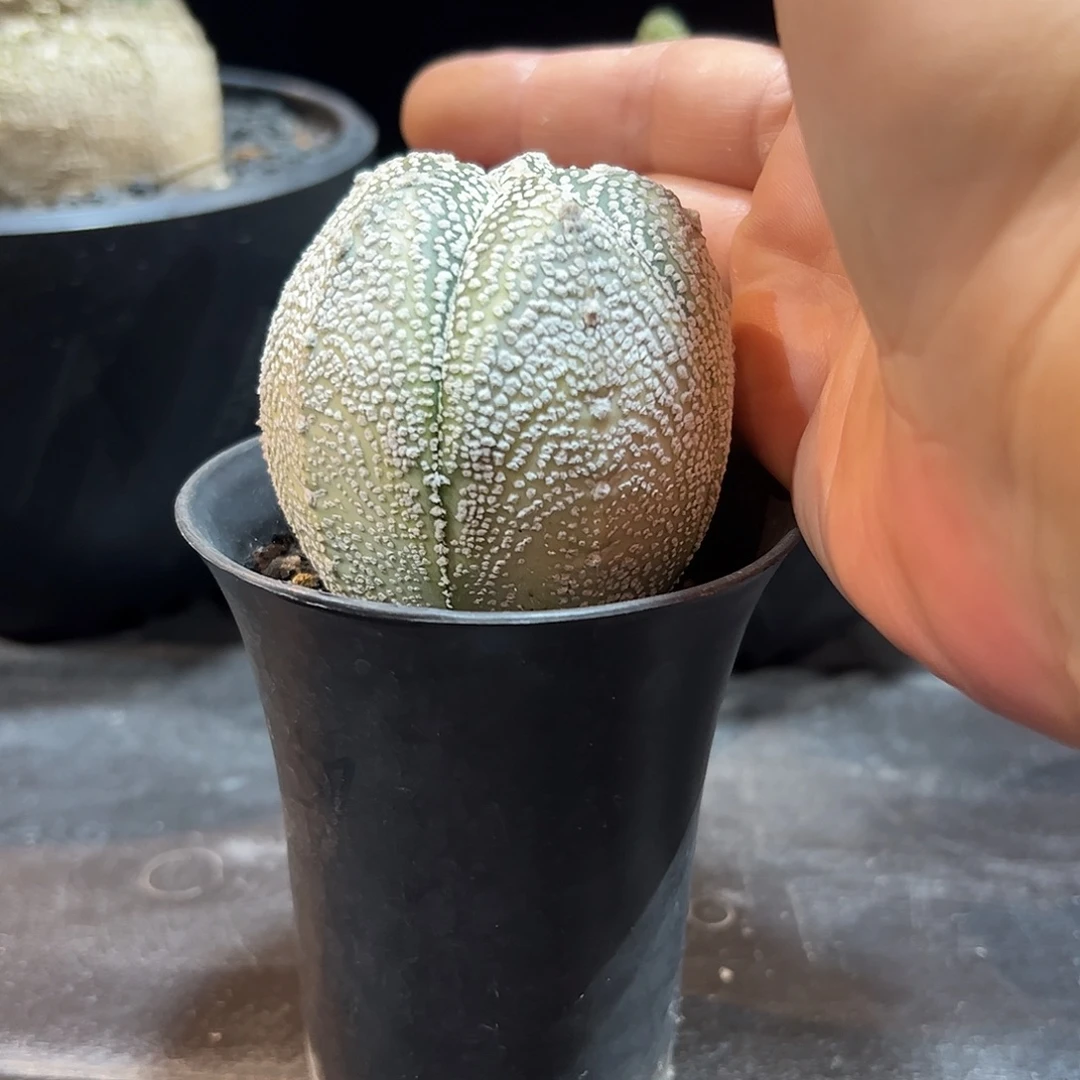 鞍***狼鸾凤v兜666666888888
