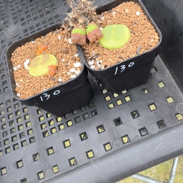 ?***风专拍 两颗拉登➕一颗双头磁铁