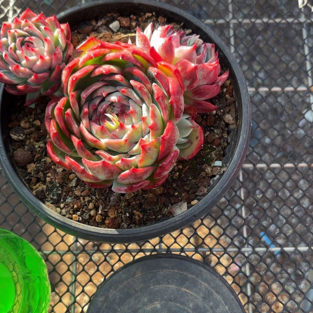 @***浅哈哈哈哈哈哈哈哈好吧