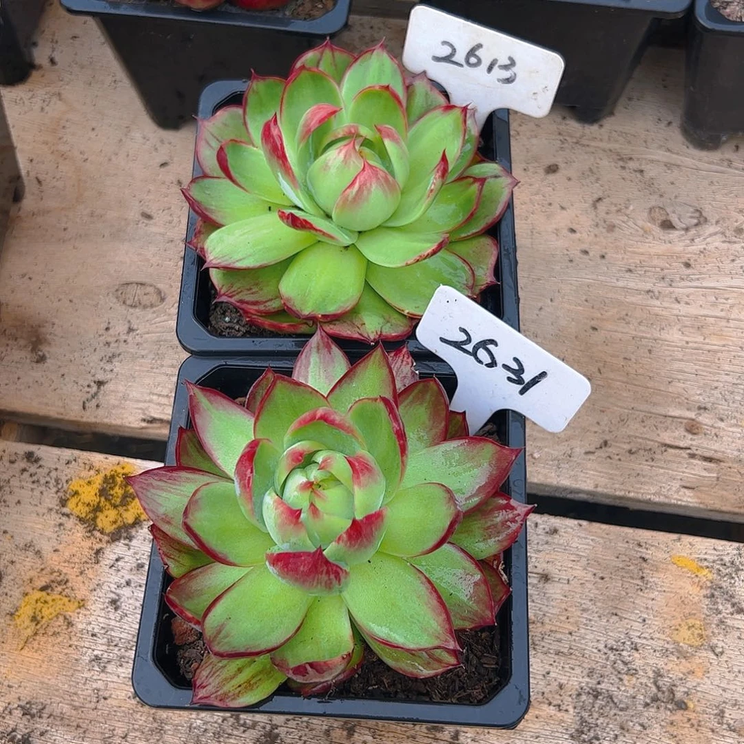 惊鸿仙子2631.2613号