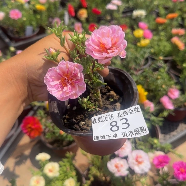 无花朵83西梅芙蓉超小苗盆口10cm