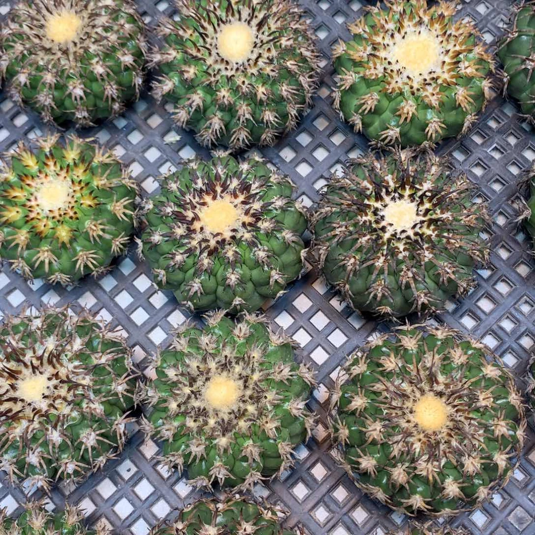 苗接 强刺猫爪圆盘玉(无根)7公分起发