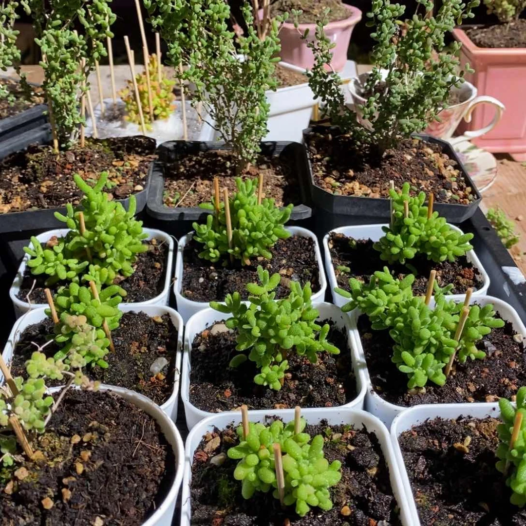 枝干番杏多肉植物068