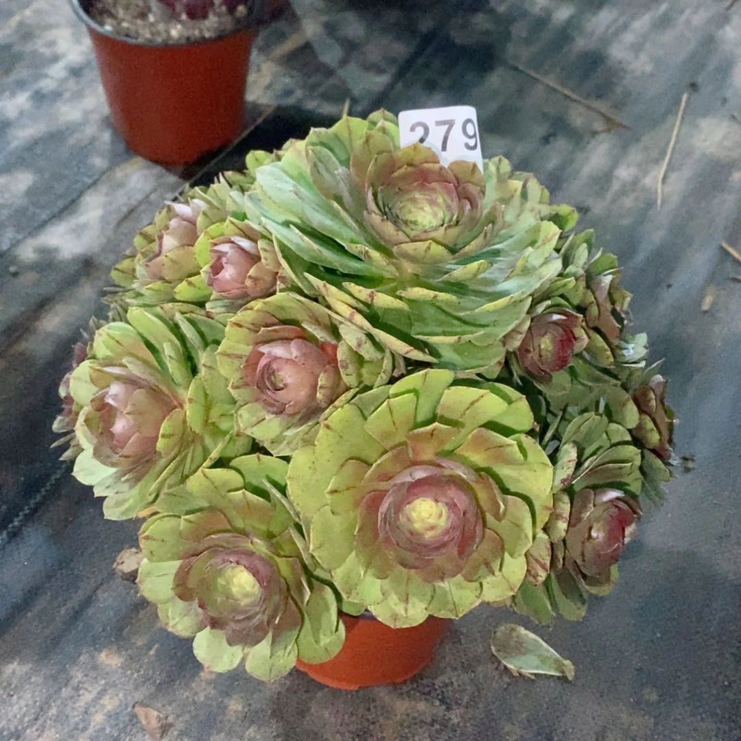 万拉丝279多肉1111