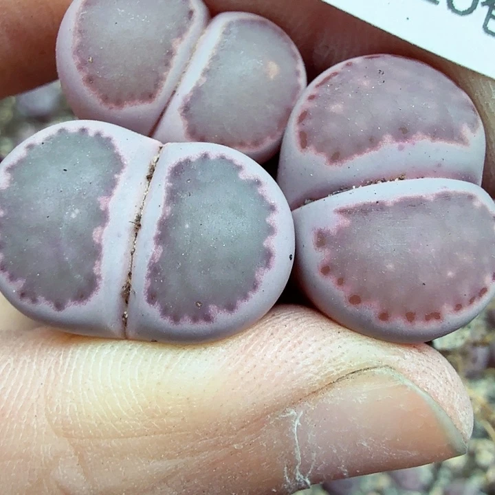 是一个充满生机盎然朝气699不