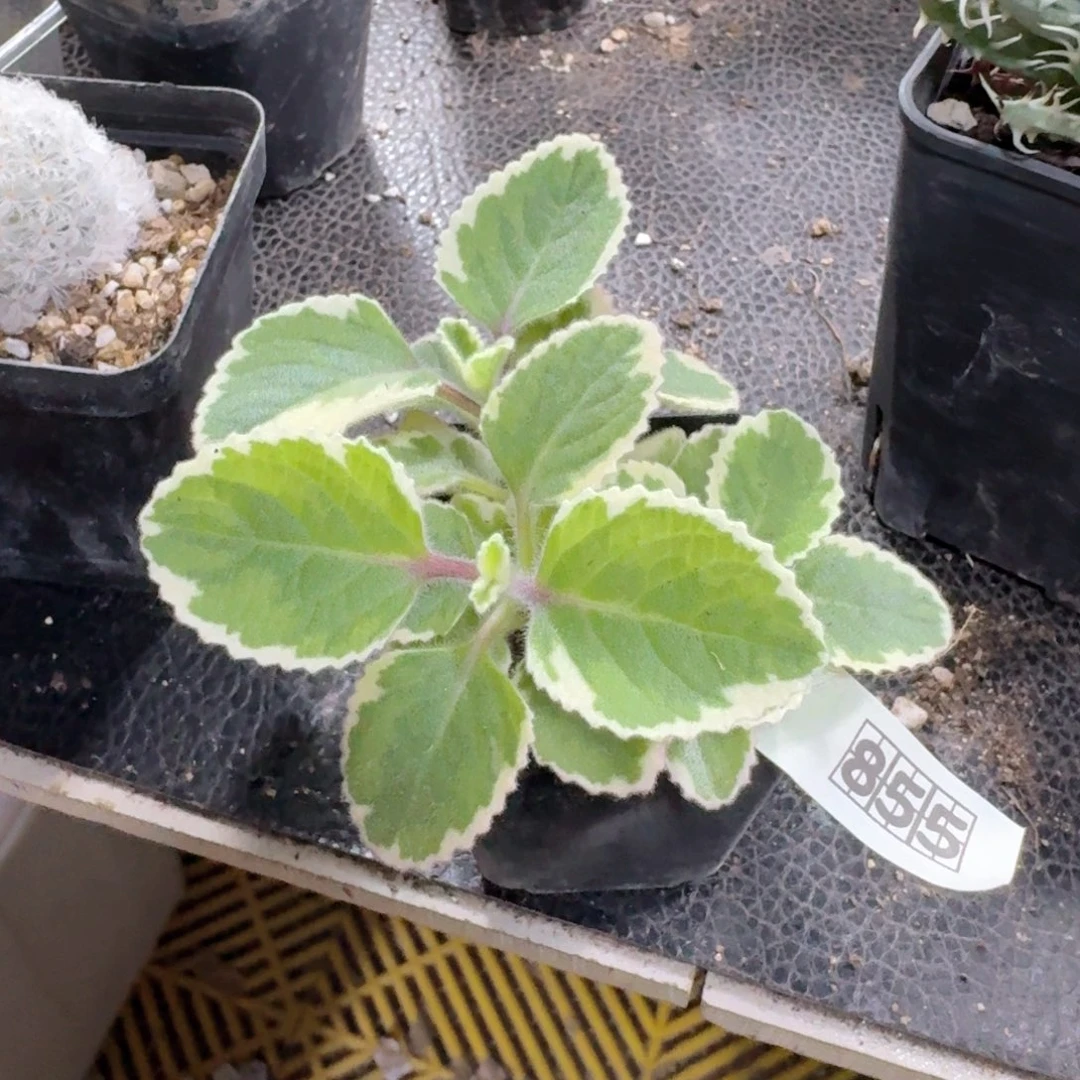 烦***头855碰碰香锦带盆发货