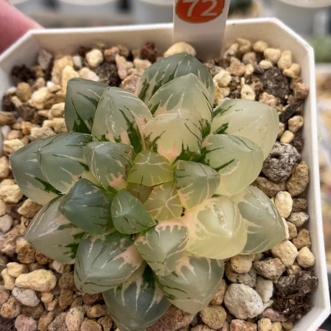 小蔡的菜园72om玉露锦