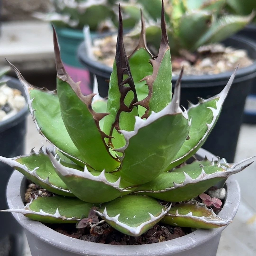 宽叶霍利达一物一拍偏远不包邮不退不换