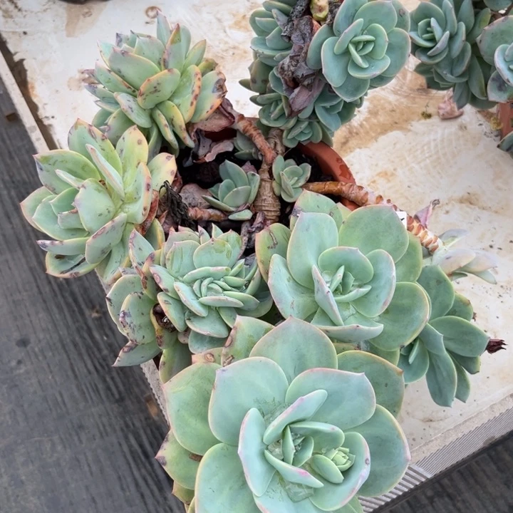 棠颂花卉一物一拍 白凤 小阿姨