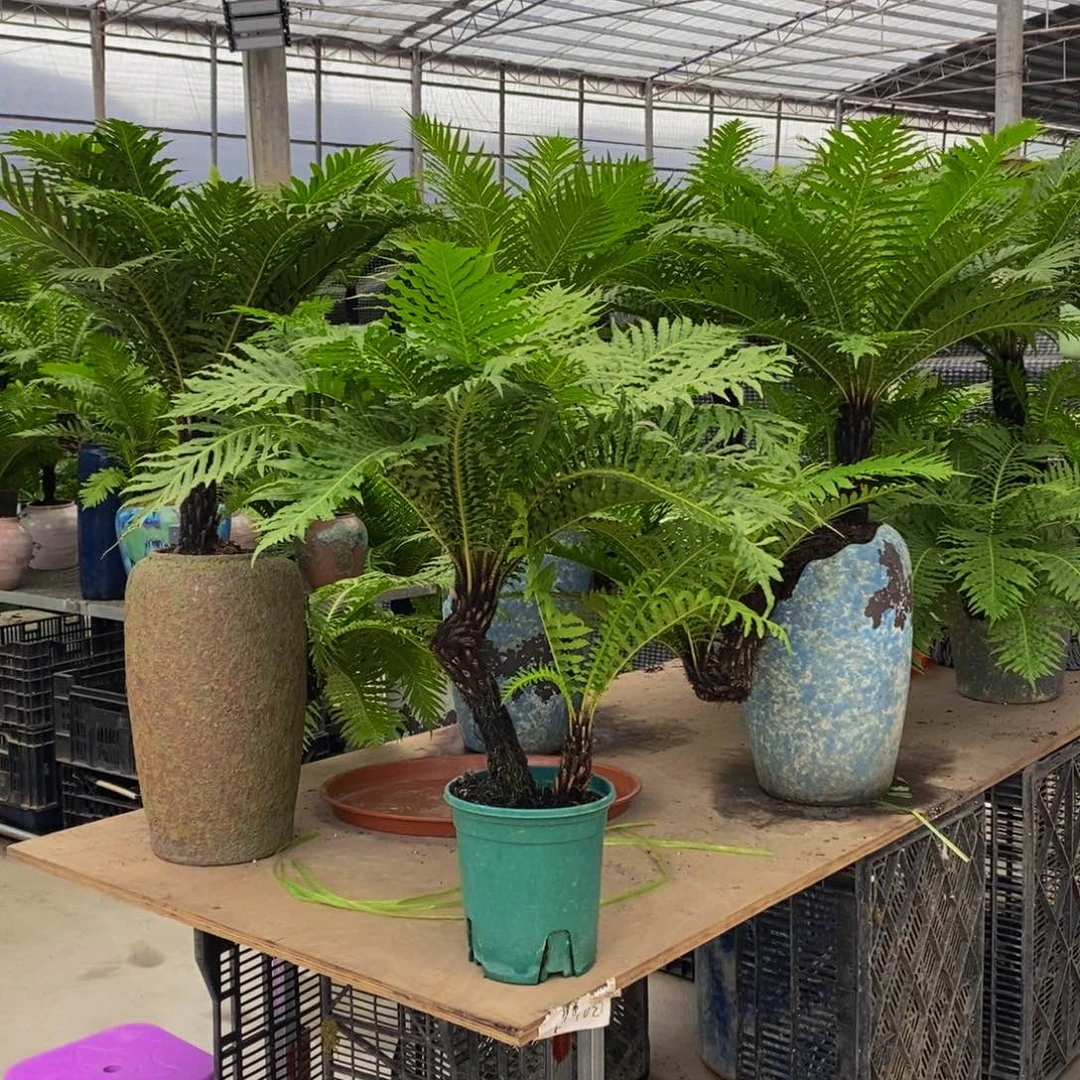 无花朵来***酒不带盆绿植