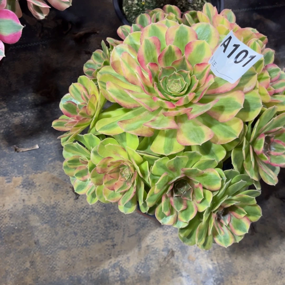 多肉植物轮回101多肉