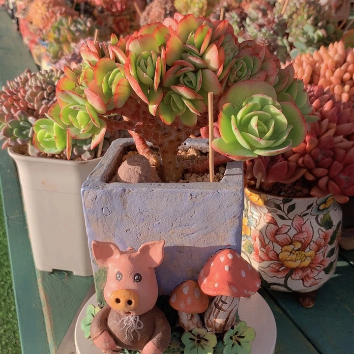 碧桃朵朵无砍自然群