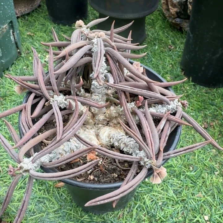 筒叶麒麟678 仙人球