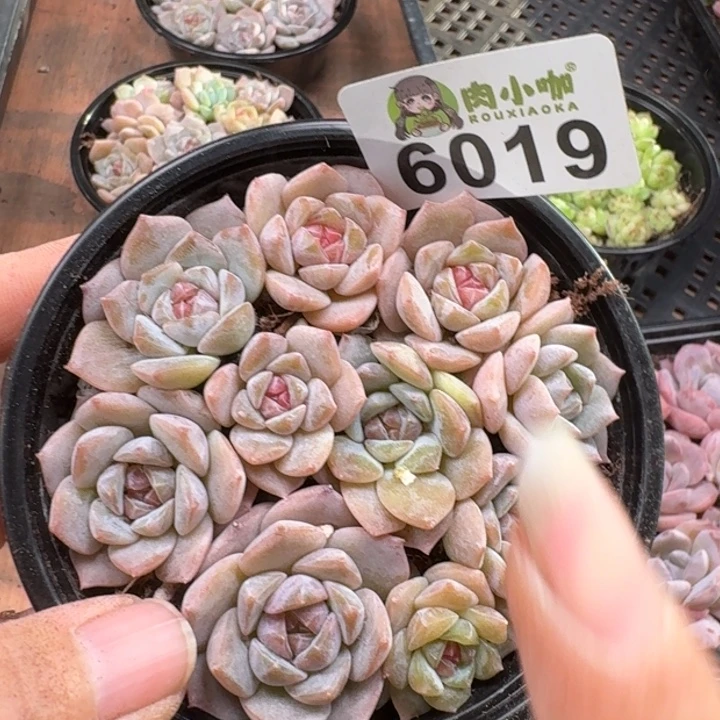 多肉植物多肉植物