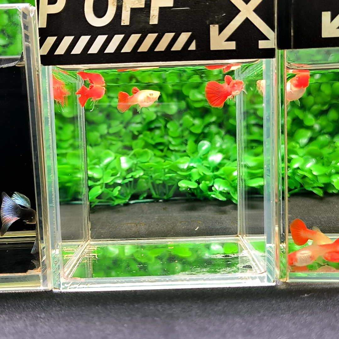 海水鱼精品孔雀鱼血红。两公两母