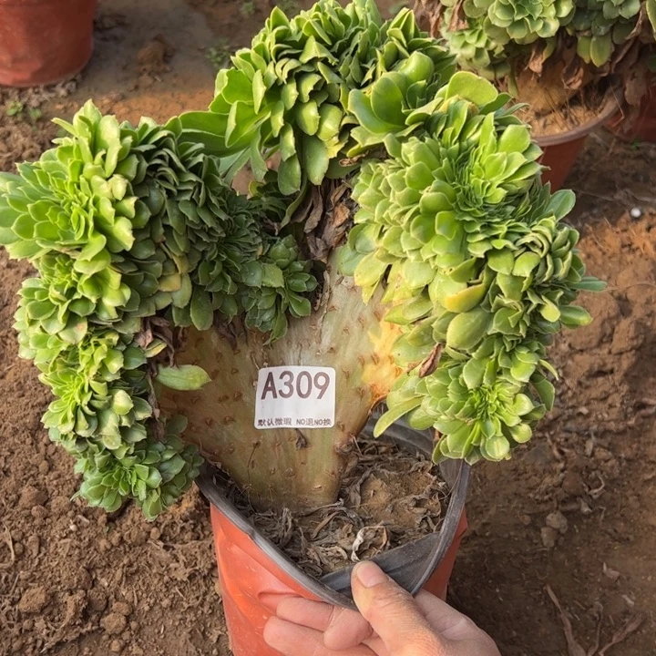 绿缀多肉植物309.