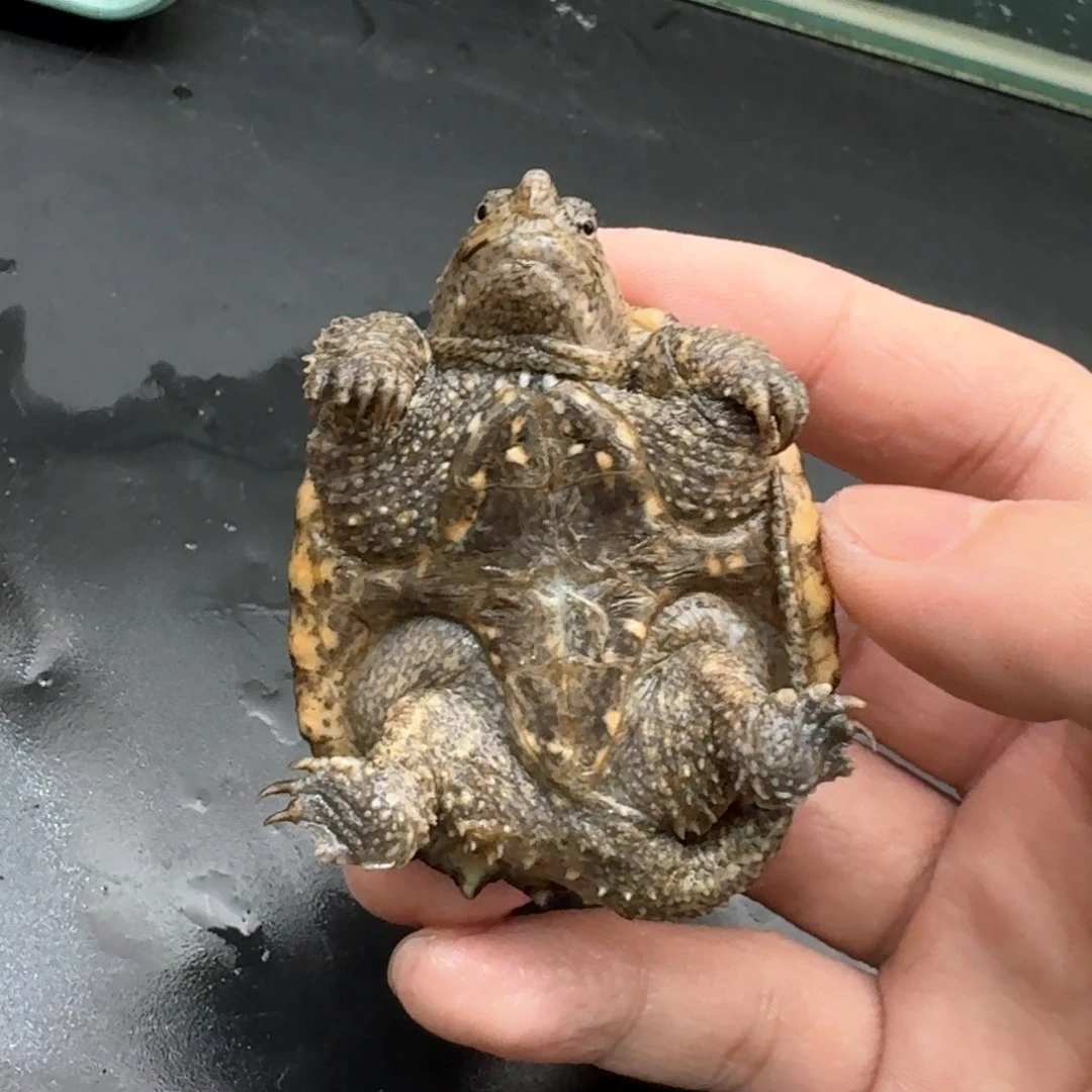 宠物龟不分公母111