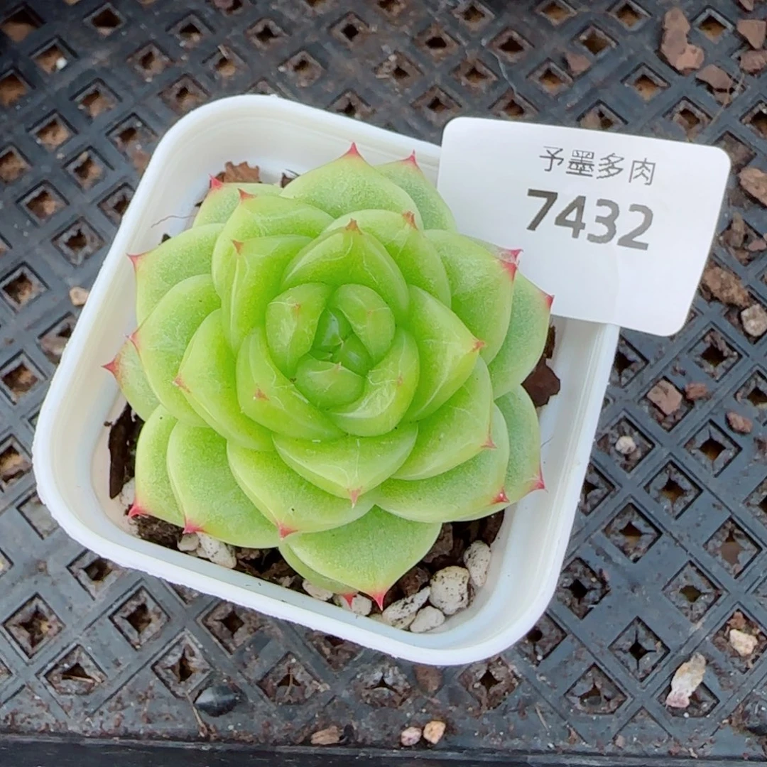 杜若珍妮，7432多肉植物