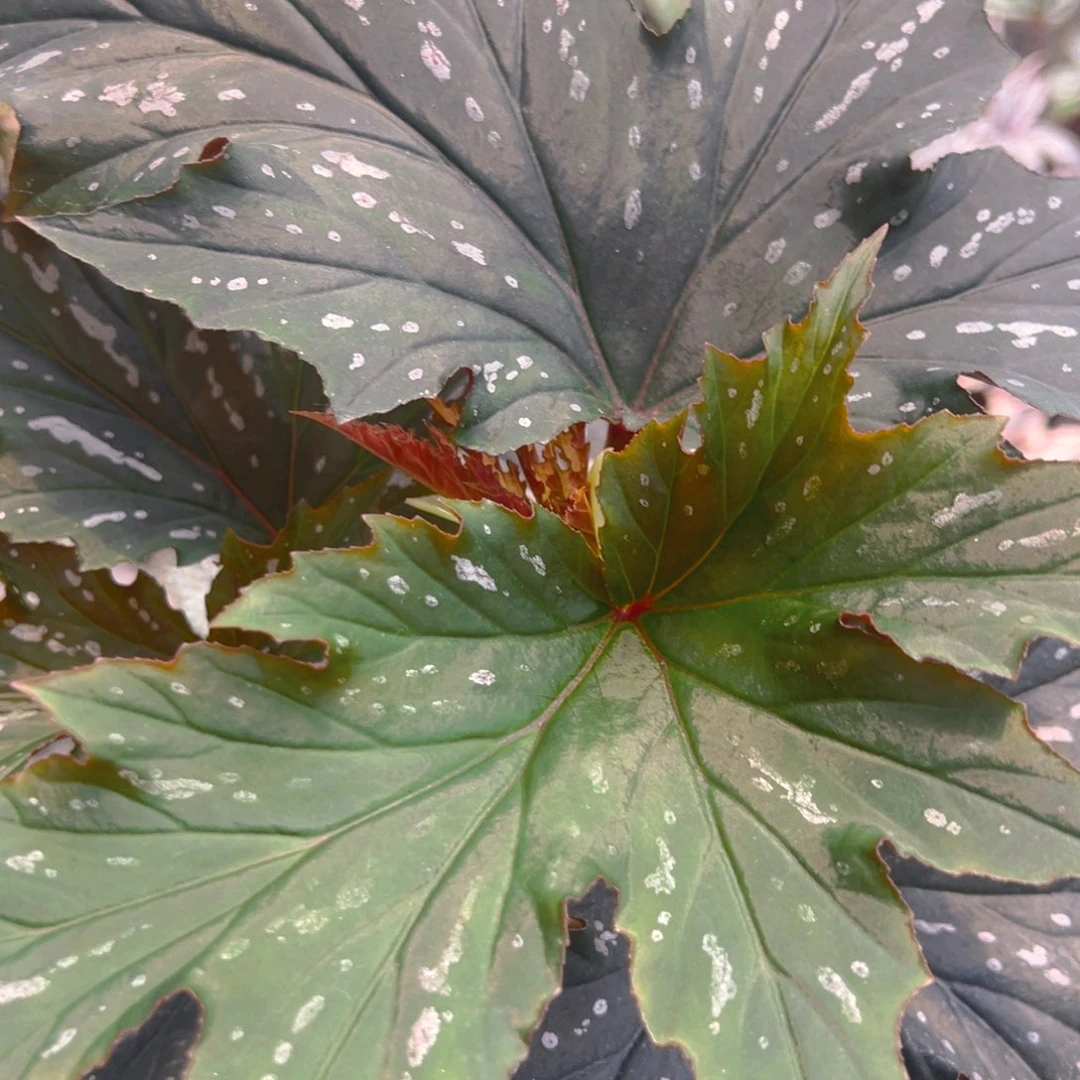 ～*玥苏菲秋海棠大盆福利来啦