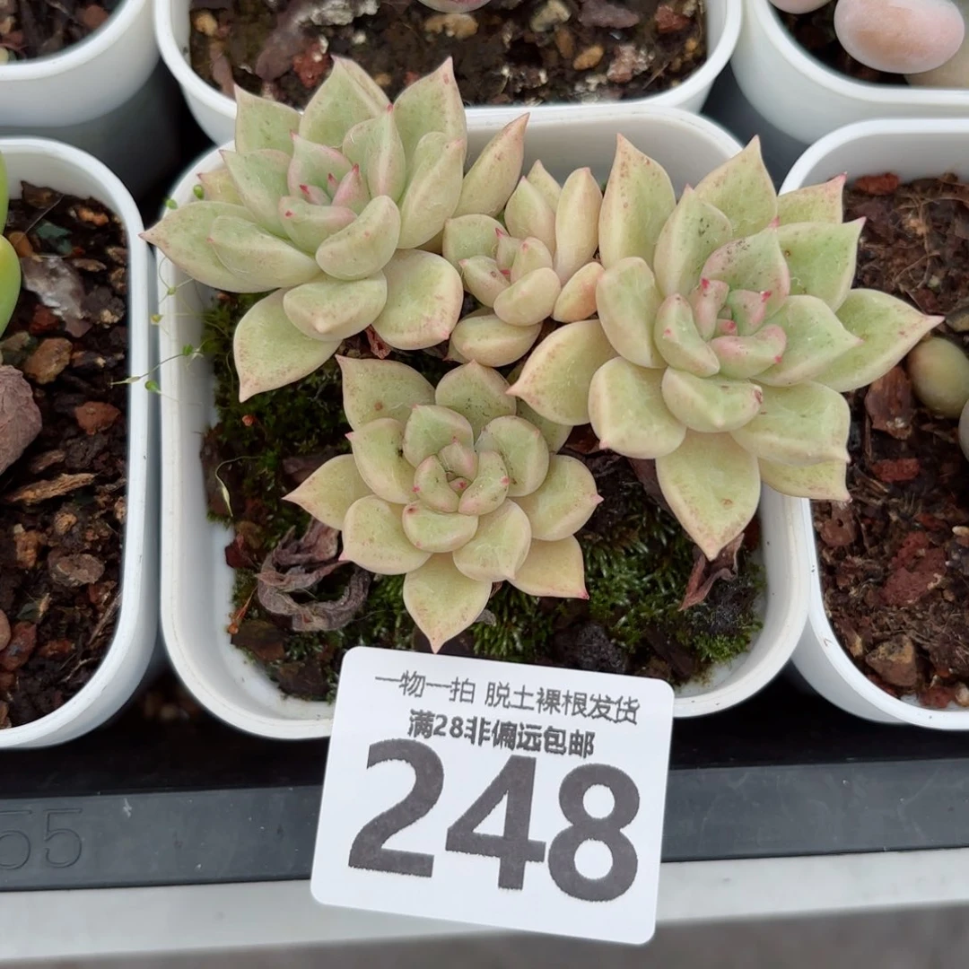 黄金璀璨老桩无盆土发货