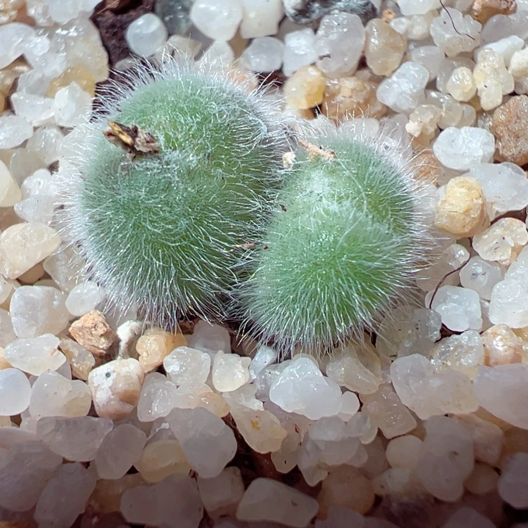 1120-591多肉多肉美毛球