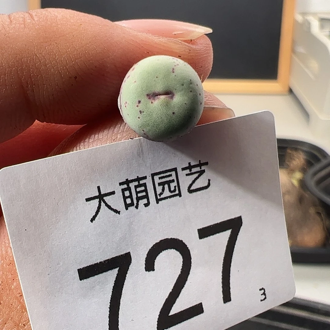 0000727 一物一拍……