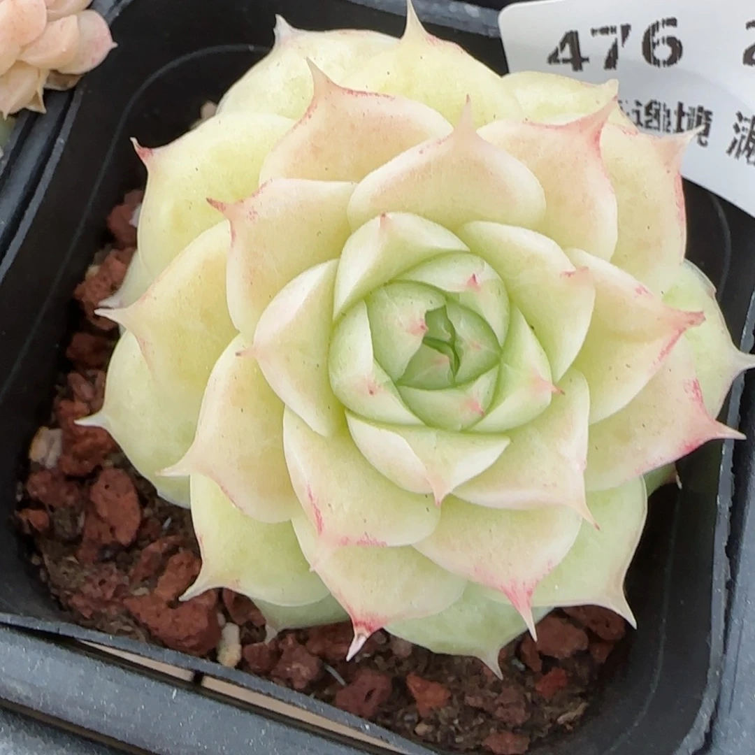 花语逸境0216-476