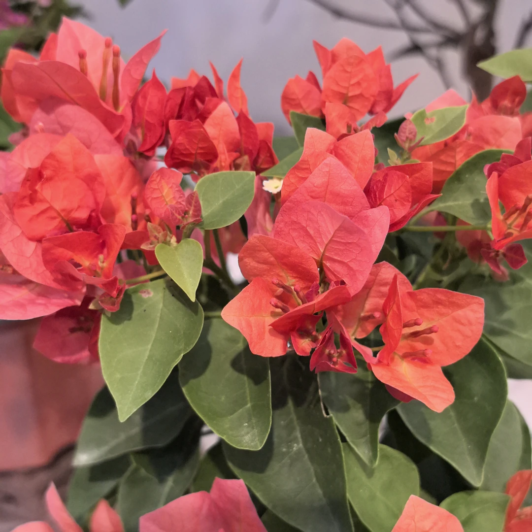 【不甜西瓜】三角梅盆栽花卉四季开花耐热好养适合阳台庭院