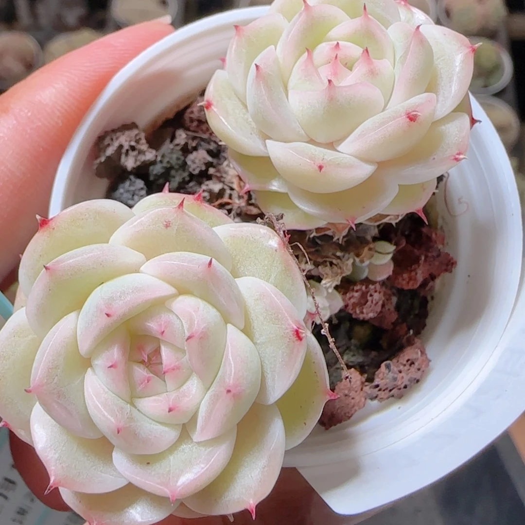 清***清花语多肉1217-117魔散