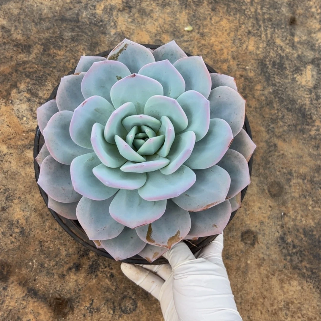 醒***醒单头奶茶多肉植物