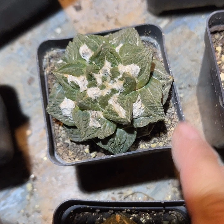 满38包邮2天凑单，脱土晾根发货多肉植物