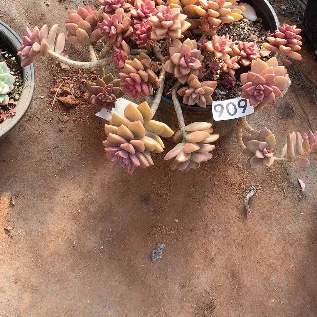 909姬胧月 一物一拍多肉