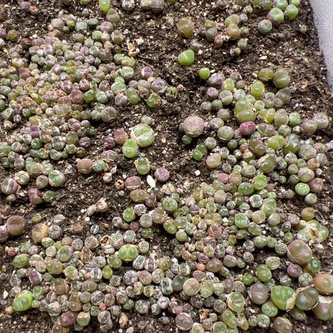 【闪购商品】378 清箱