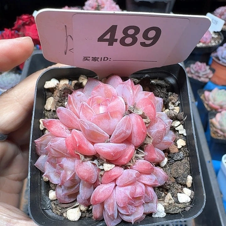 冰糖水晶多肉植物489