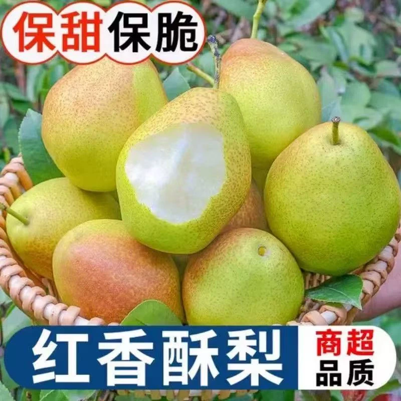 【大智严选】红香酥梨新鲜应季香甜多汁脆爽果园现摘现发顺丰包邮
