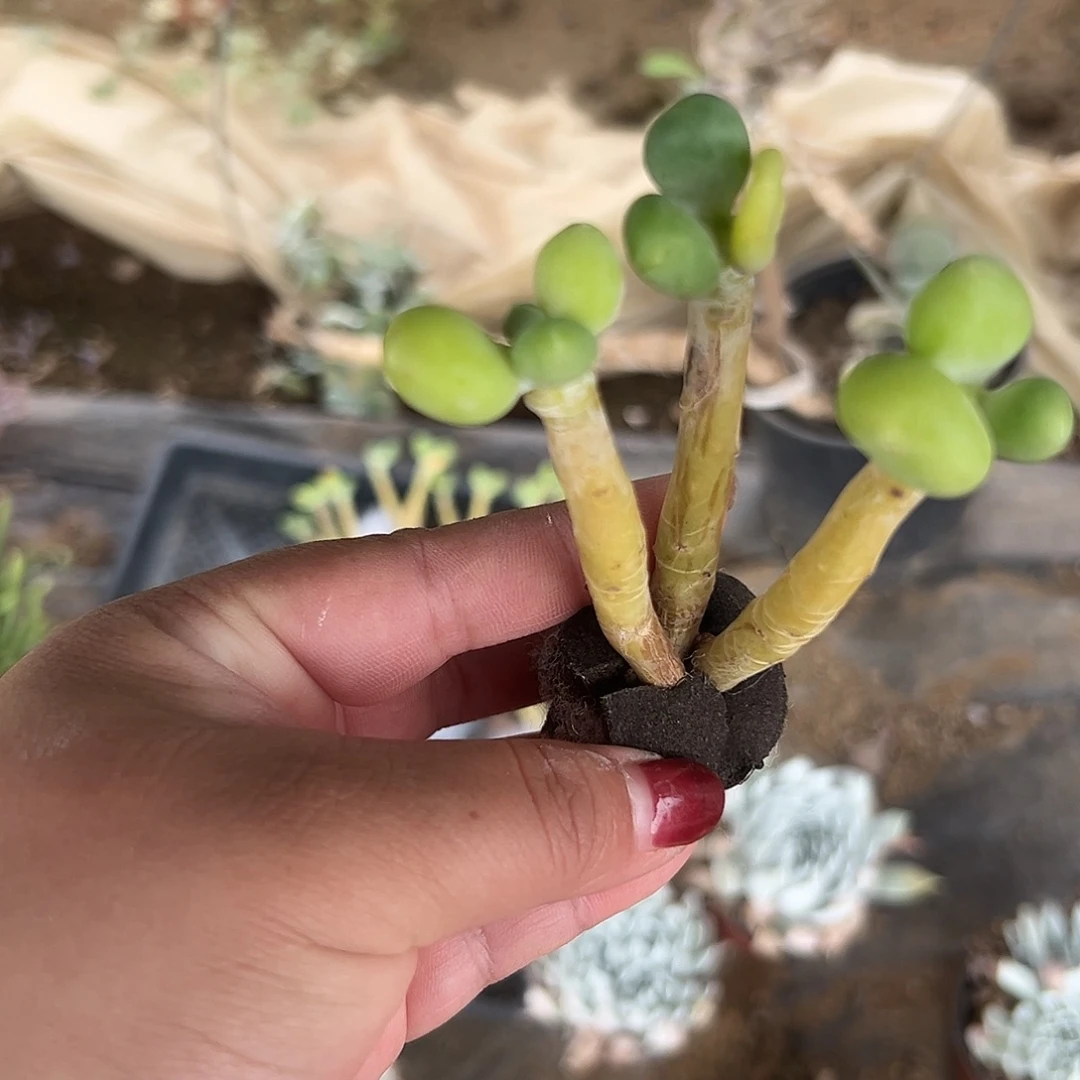 多肉植物多肉植物