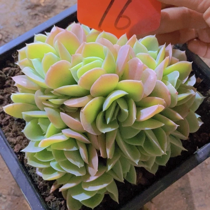 在家里面吃饭的吗