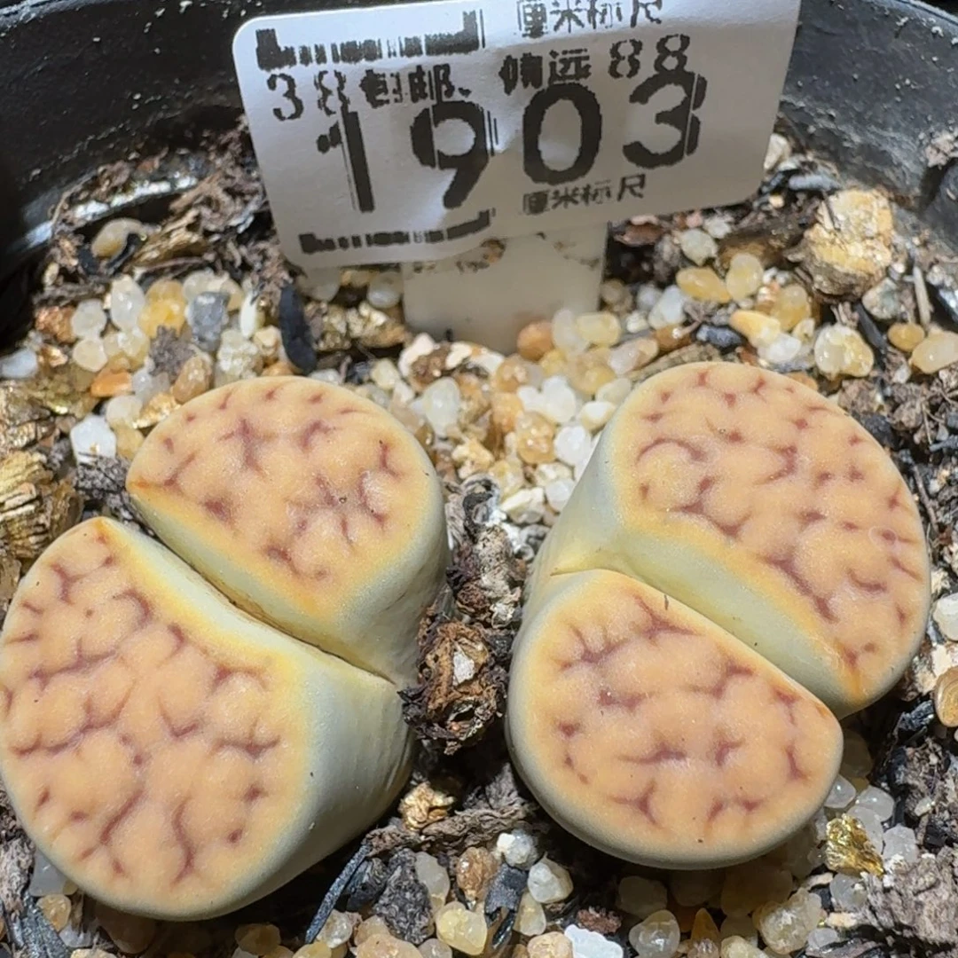 Ssss精品生石花1903