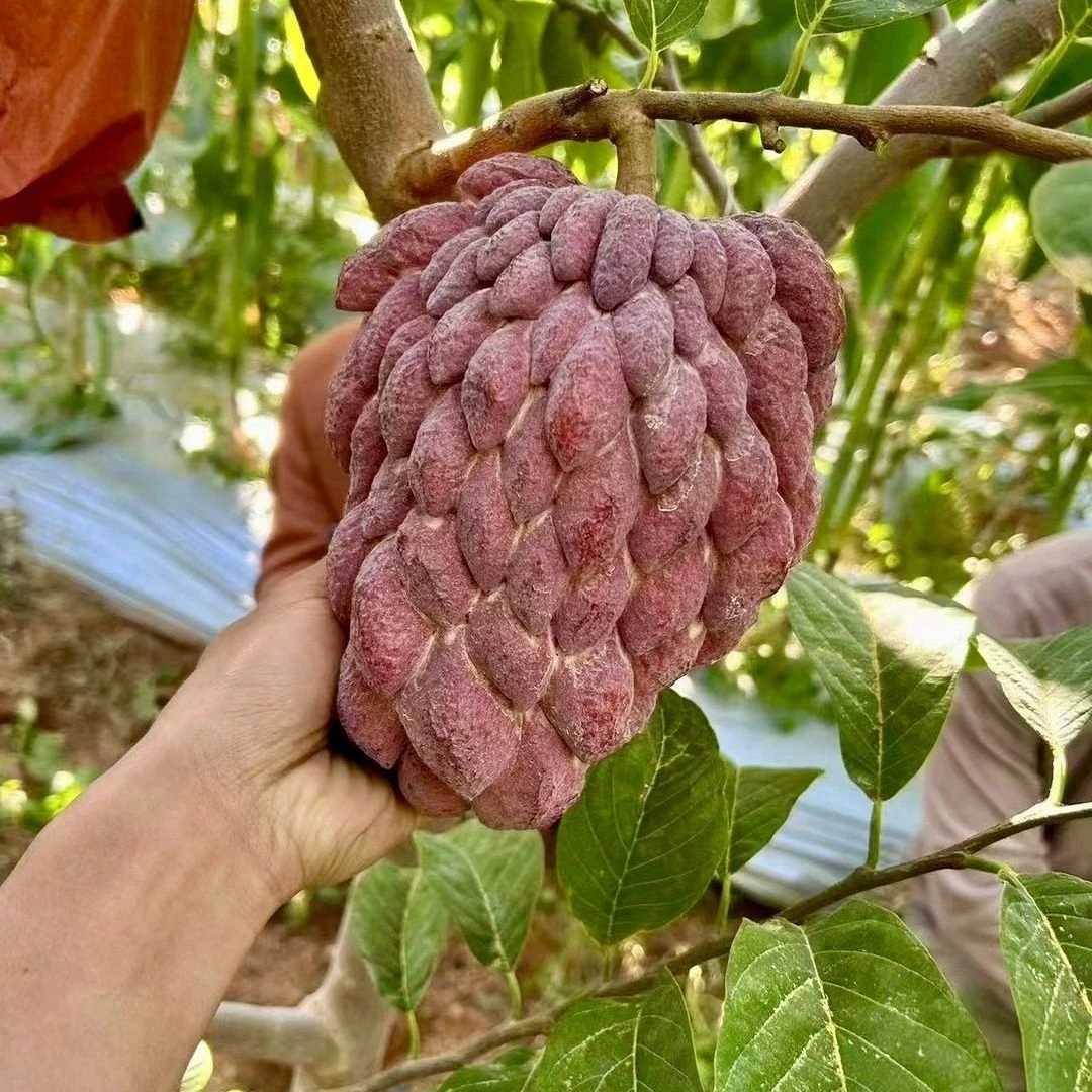 【顺丰空运】海南红龙释迦果玫瑰佛头果紫红新鲜香甜软糯3-5斤礼盒