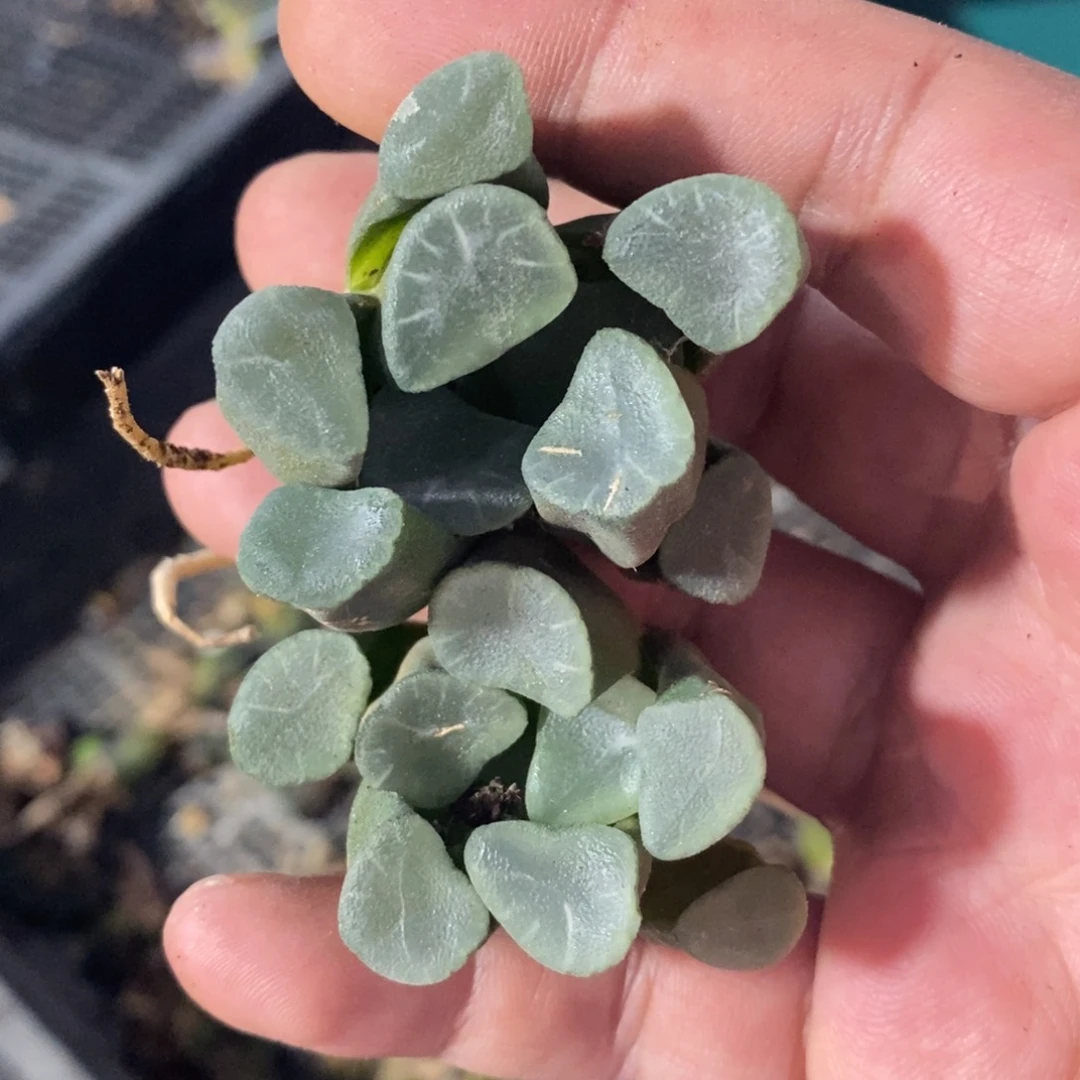 1806 一颗实生糯窗万象 没啥纹路 福利