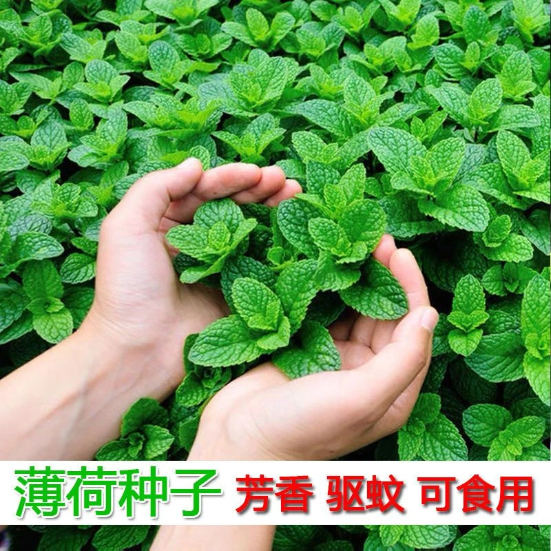 *薄荷盆栽水培薄荷叶新鲜可食用迷迭香驱蚊植物室内绿植花卉柠檬
